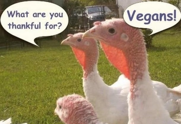 Thanksgiving Vegans Memes For Facebook